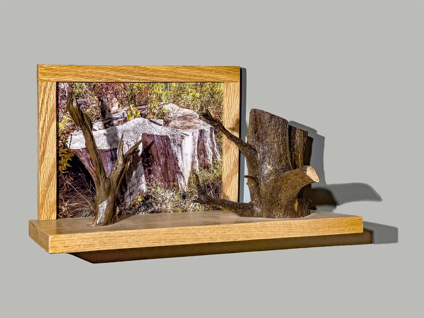 Tree Stumps – 2024, photo, found & reused wood, 10 x 20 x 9 inches